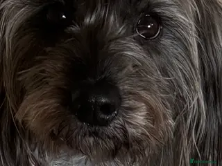 Mixed Breed dogs 6 mix breed puppies for sale - Advert 2