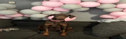 Dobermann dogs for sale: Female Dobermann  in Cambridge - Advert 1