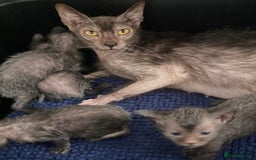 Lykoi cats for sale: Unique and adorable Lykoi kittens - Image 12