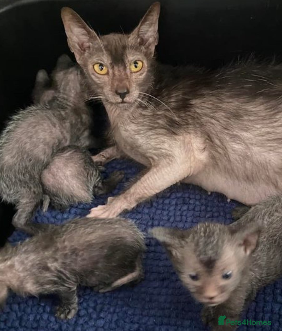 Lykoi cats for sale: Unique and adorable Lykoi kittens - Image 12