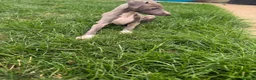 Italian Greyhound dogs for sale: 1 adorable boy Italian greyhound  - Advert 1