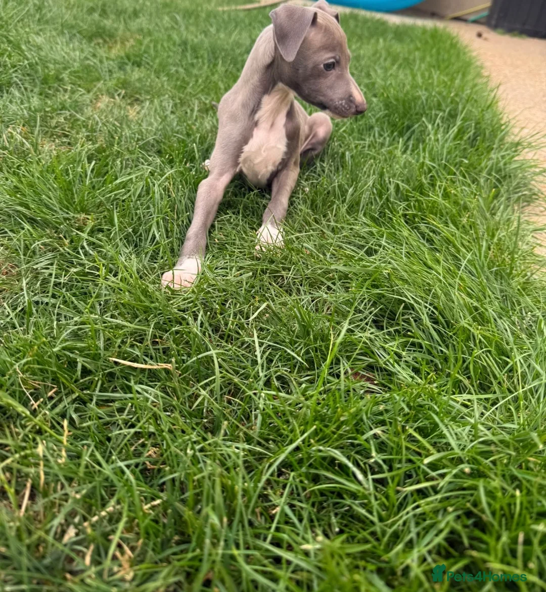 Italian Greyhound dogs for sale: 1 adorable boy Italian greyhound  - Advert 1