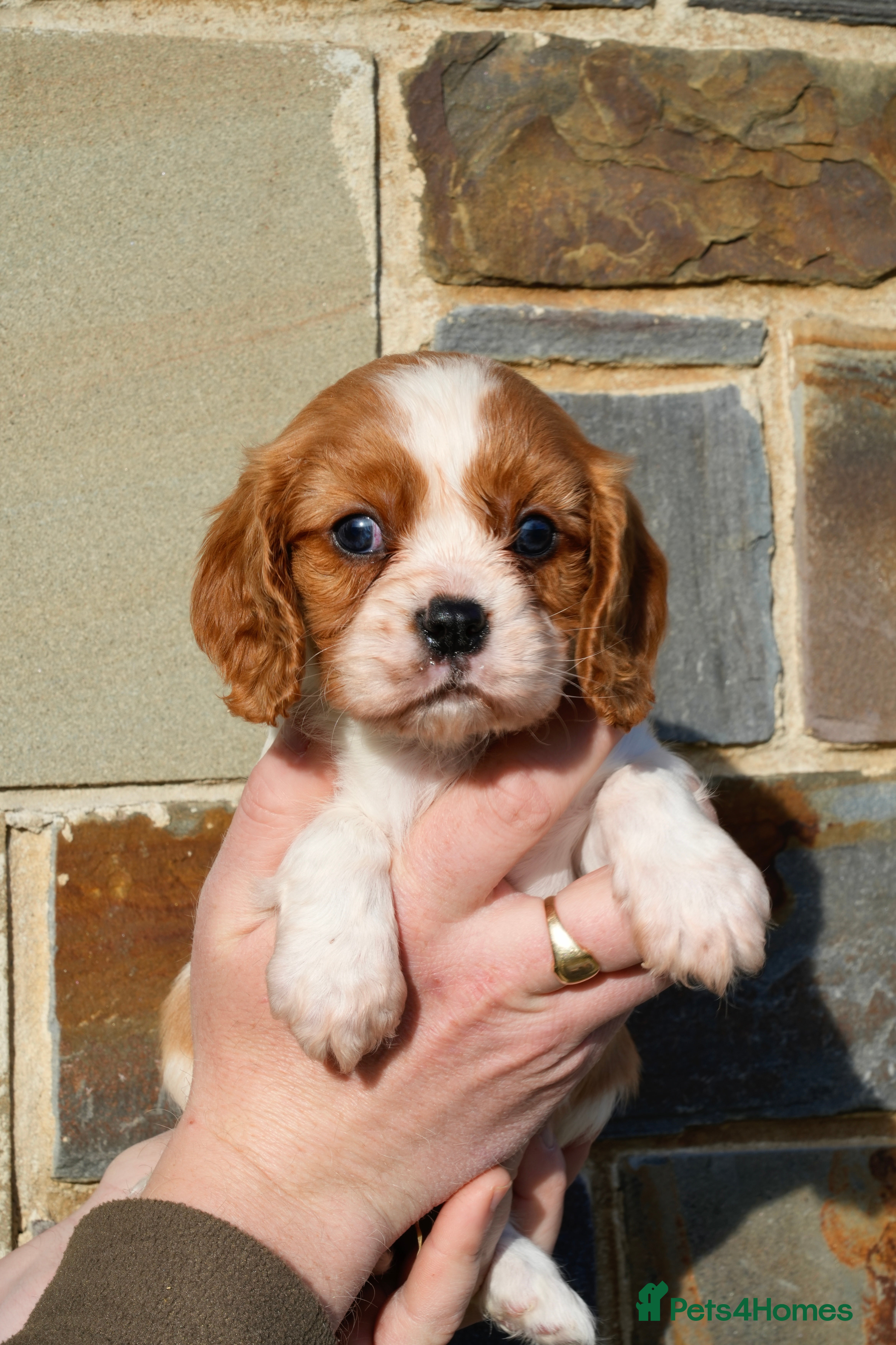 Cavalier King Charles Spaniel dogs ⭐️ Cavalier King Charles Puppies ⭐️ - Advert 10