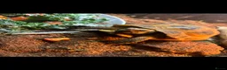 Hermann Tortoise reptiles for sale: Male tortoise for sale  in Hyde - Advert 4