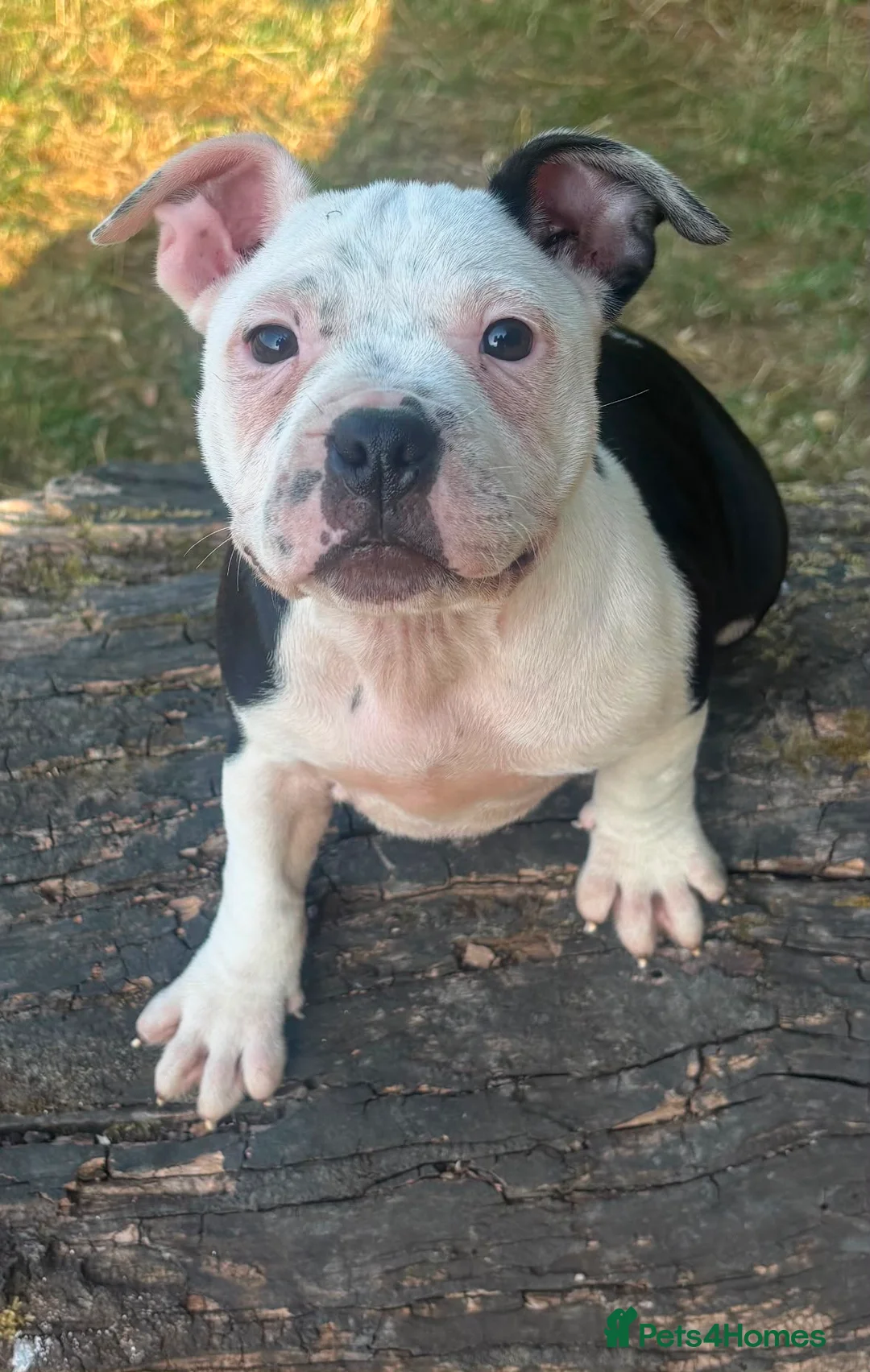 Staffordshire Bull Terrier dogs for sale: Adorable pied female staff puppy  - Advert 2