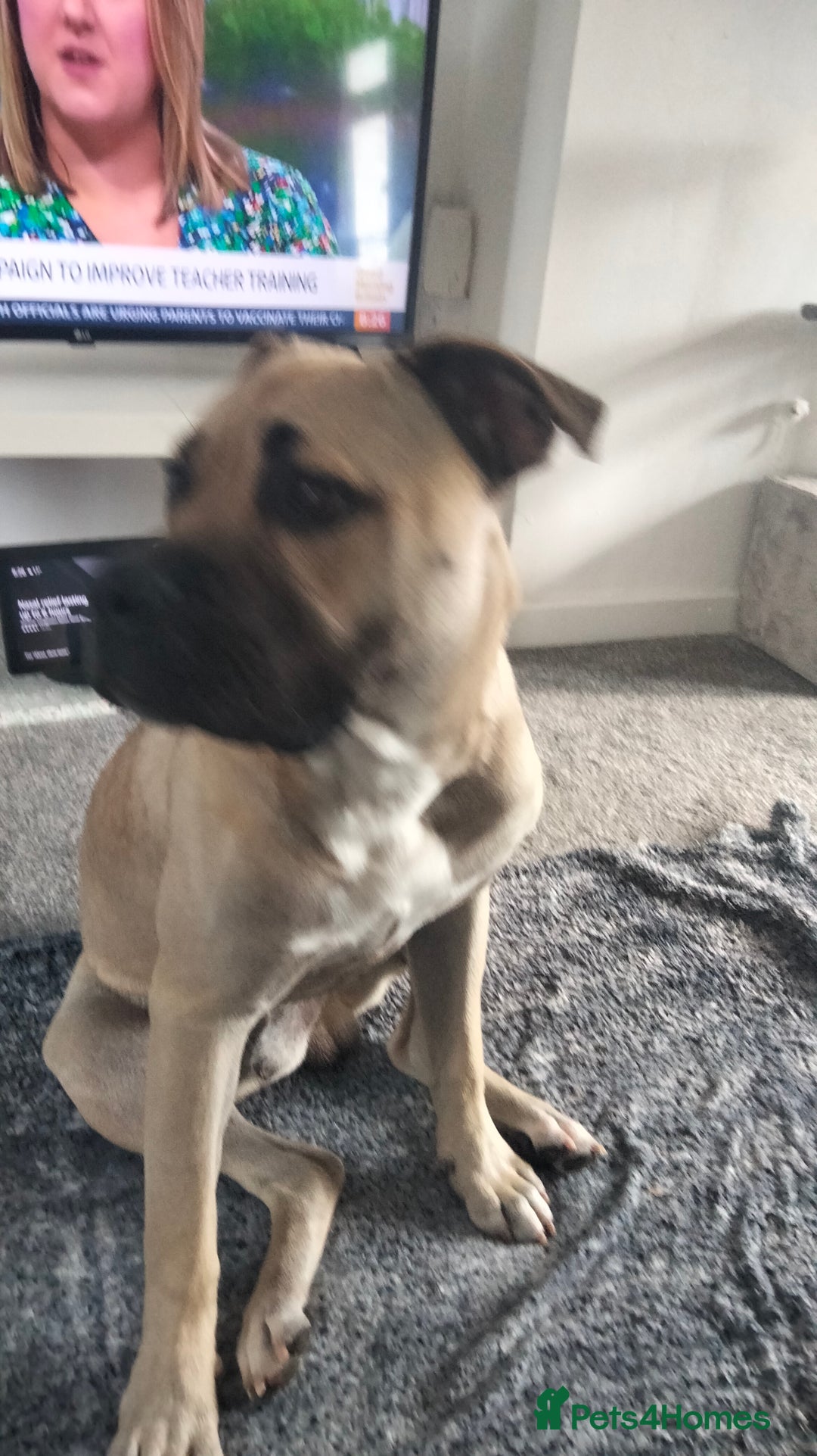 Mixed Breed dogs for sale: AMERICAN BULLDOG MIX FOR SALE ASAP - Image 15