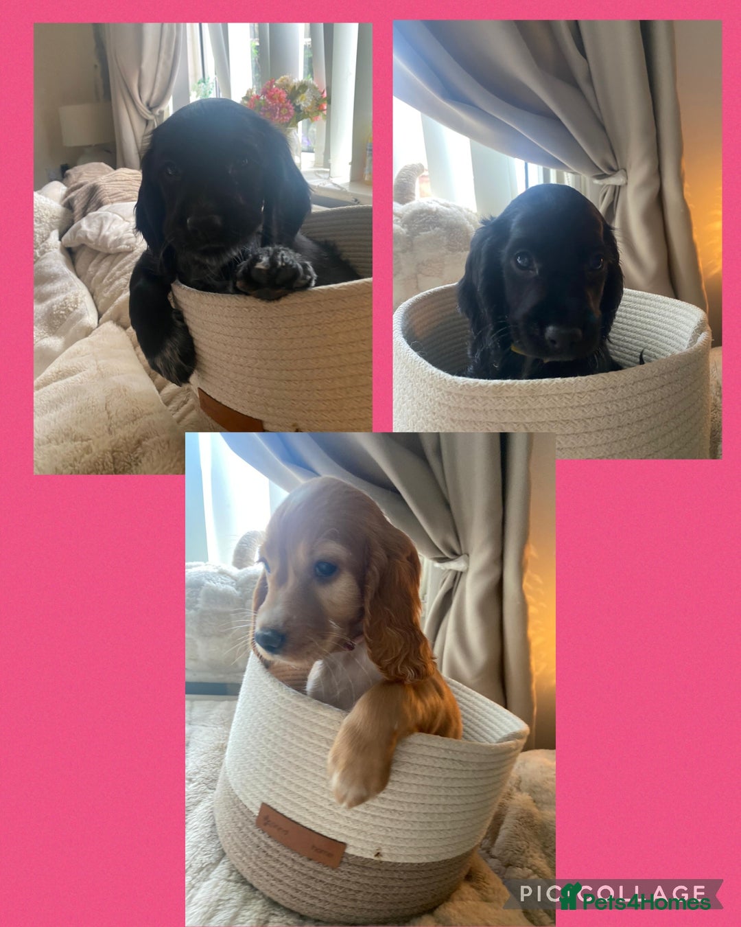 Cocker Spaniel dogs for sale: litter of 6 pedigree cocker spaniel puppies. - Image 2