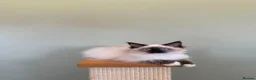 Ragdoll cats for sale: Beautiful Ragdoll Kittens - Advert 14