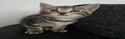 Mixed Breed cats for sale: Mixed Bread Kittens  - Advert 24