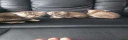 Scottish Fold cats for sale: Scottish fold kittens  for sale - Advert 10