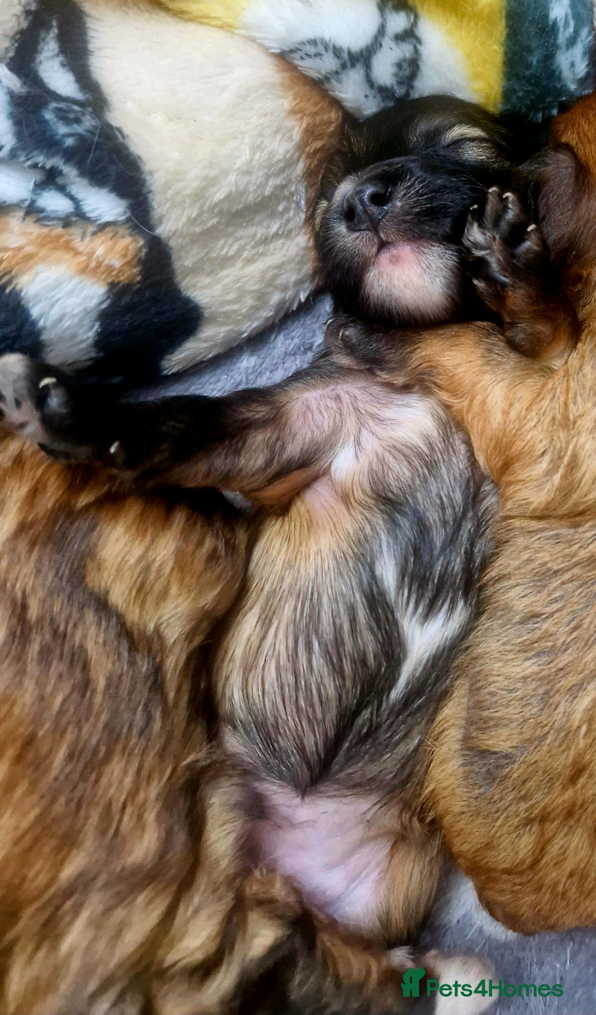 Chinese Crested dogs Pure breed Kc reg girl and boy. - Advert 1