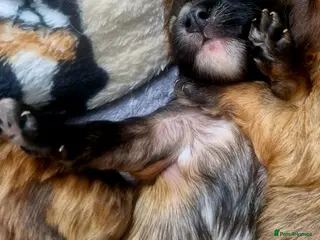 Chinese Crested dogs Pure breed Kc reg girl and boy. - Advert 1