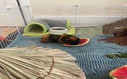 Guinea Pig rodents for sale: Black and ginger Bonded sows  - Image 5