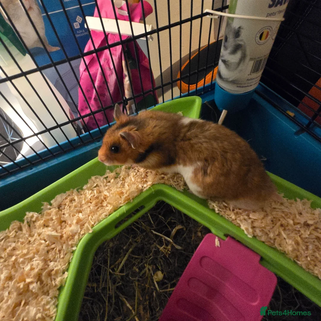 Hamster rodents for sale: Syrian Hamster - Advert 2