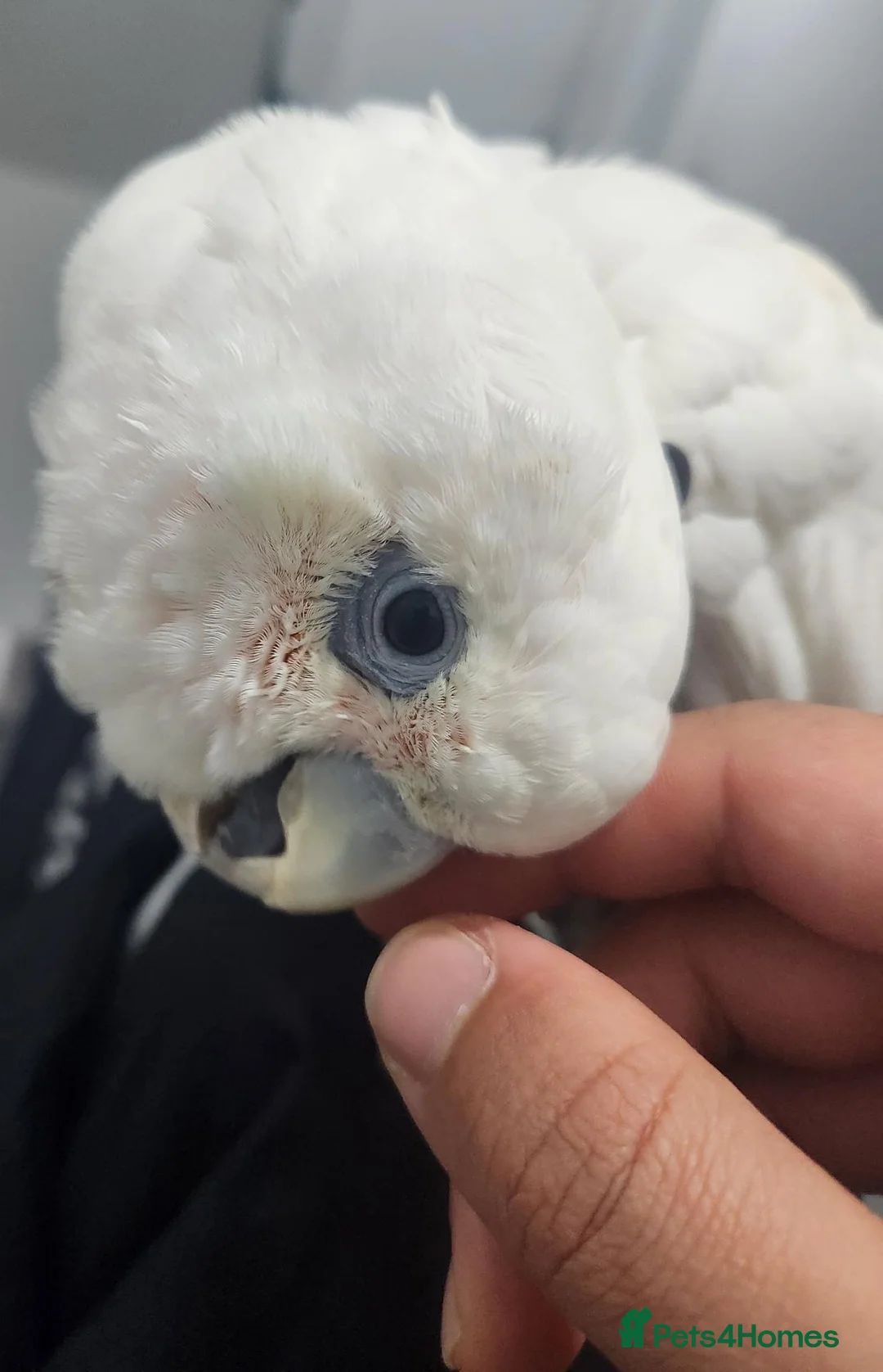 Cockatoo birds for sale: Tame Beareyed cockatoo - Advert 5