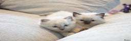 Ragdoll cats for sale: Splendid perfect Ragdolls for your love oness - Advert 8