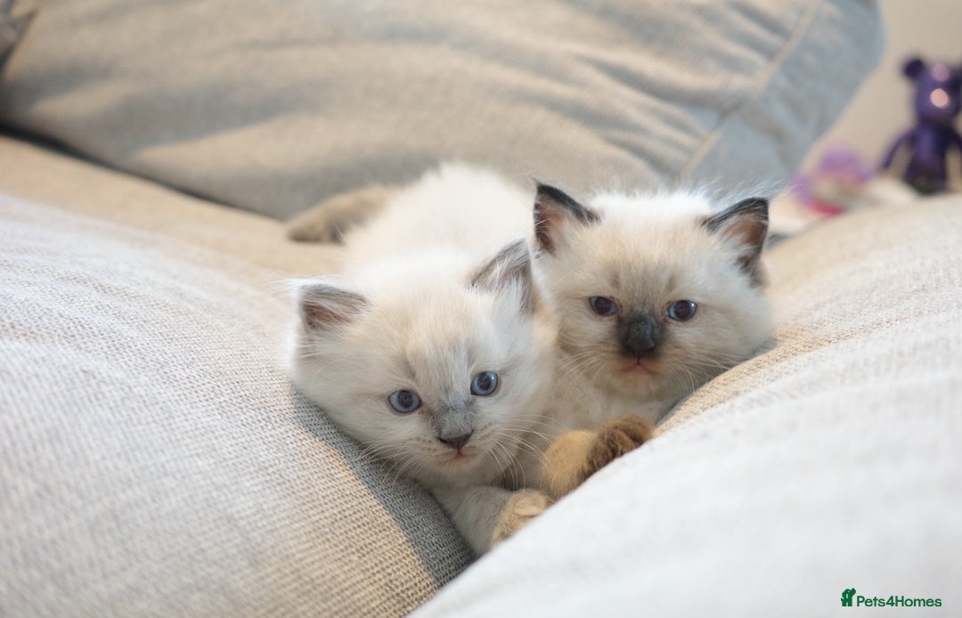 Ragdoll cats for sale: Splendid perfect Ragdolls for your love oness - Advert 8