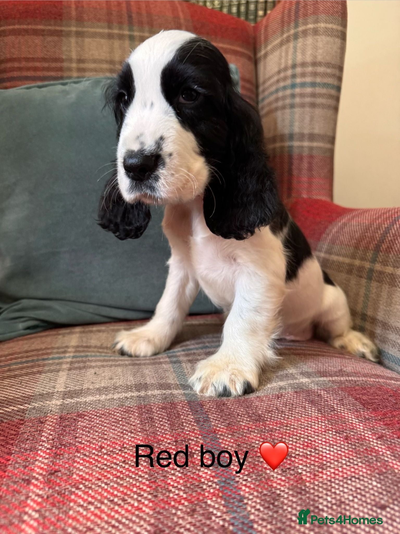 Cocker Spaniel dogs KC reg, health tested, show type cocker spaniels - Advert 2
