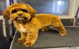 Shihpoo dogs for sale: Shipoo Pups LAST 2 - Image 28