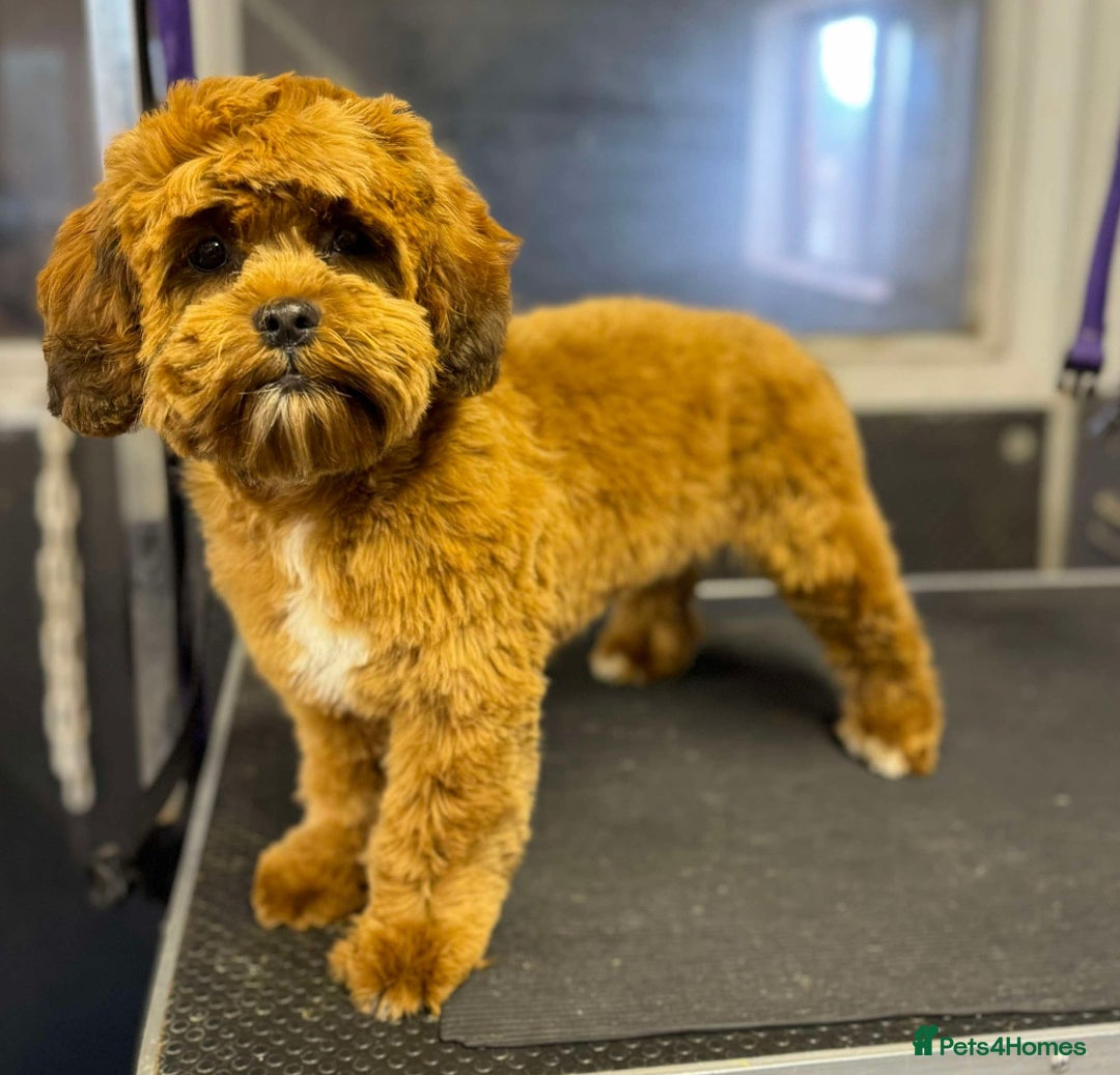 Shihpoo dogs for sale: Shipoo Pups LAST 2 - Image 28