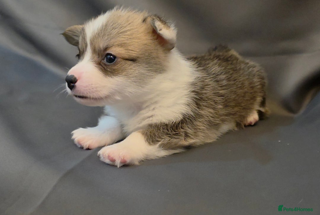 Welsh Corgi Pembroke dogs for sale: 33rd Generation RKC Pembroke Corgi Pups - Advert 10