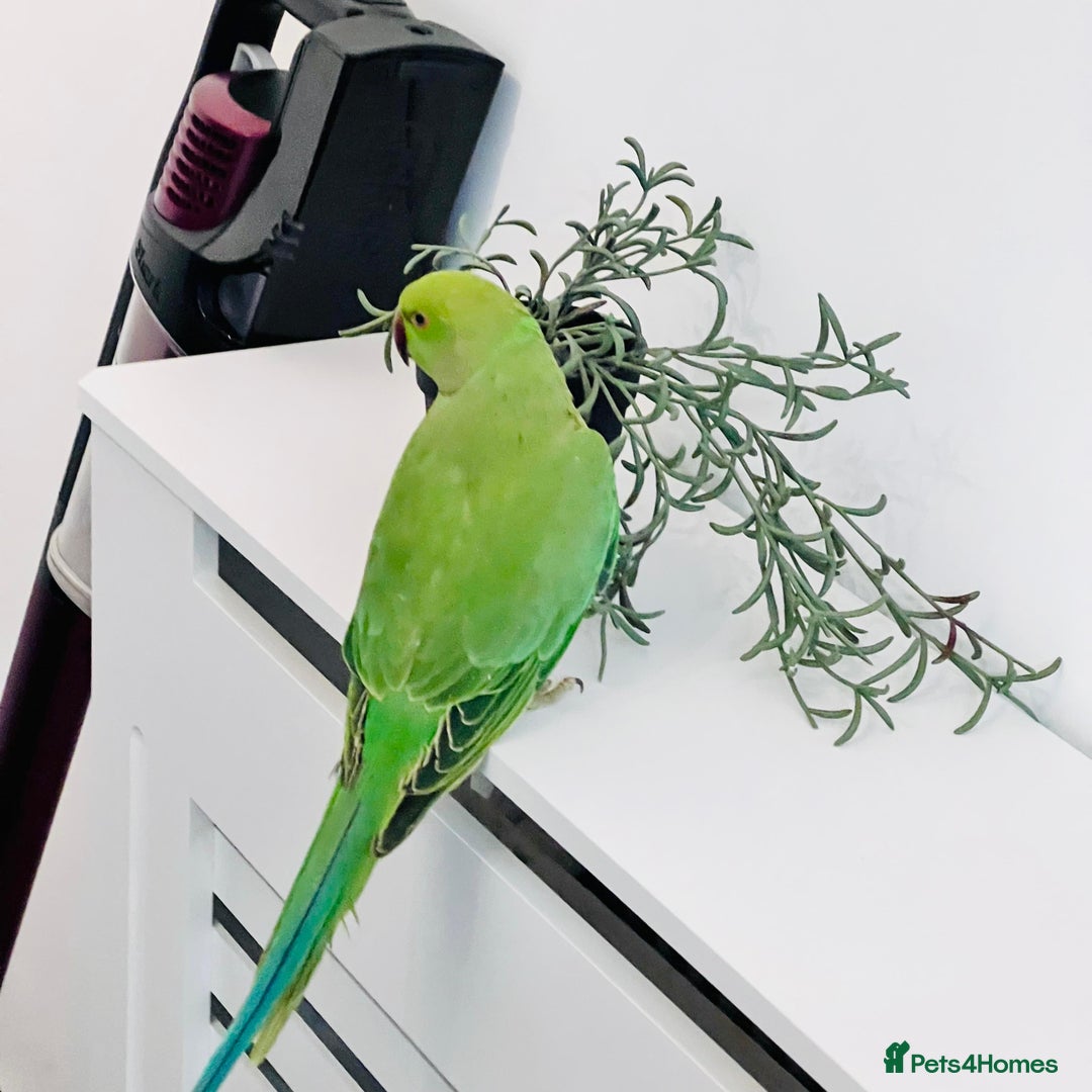 Parrots birds for sale: Baby Indian Ringnack parrot for sale  - Advert 2