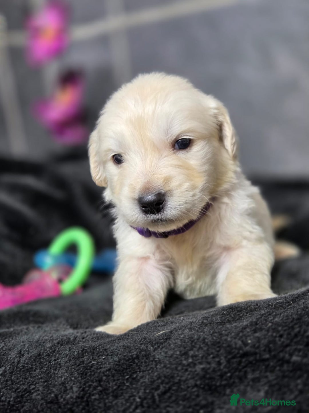 Golden Retriever dogs for sale: Gorgeous kc reg golden retrievers  - Advert 18