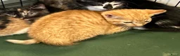 Mixed Breed cats for sale: Kittens - Advert 3