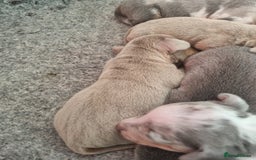 Dachshund dogs for sale: 8 Smooth Haired miniature dachshund pups  - Advert 2