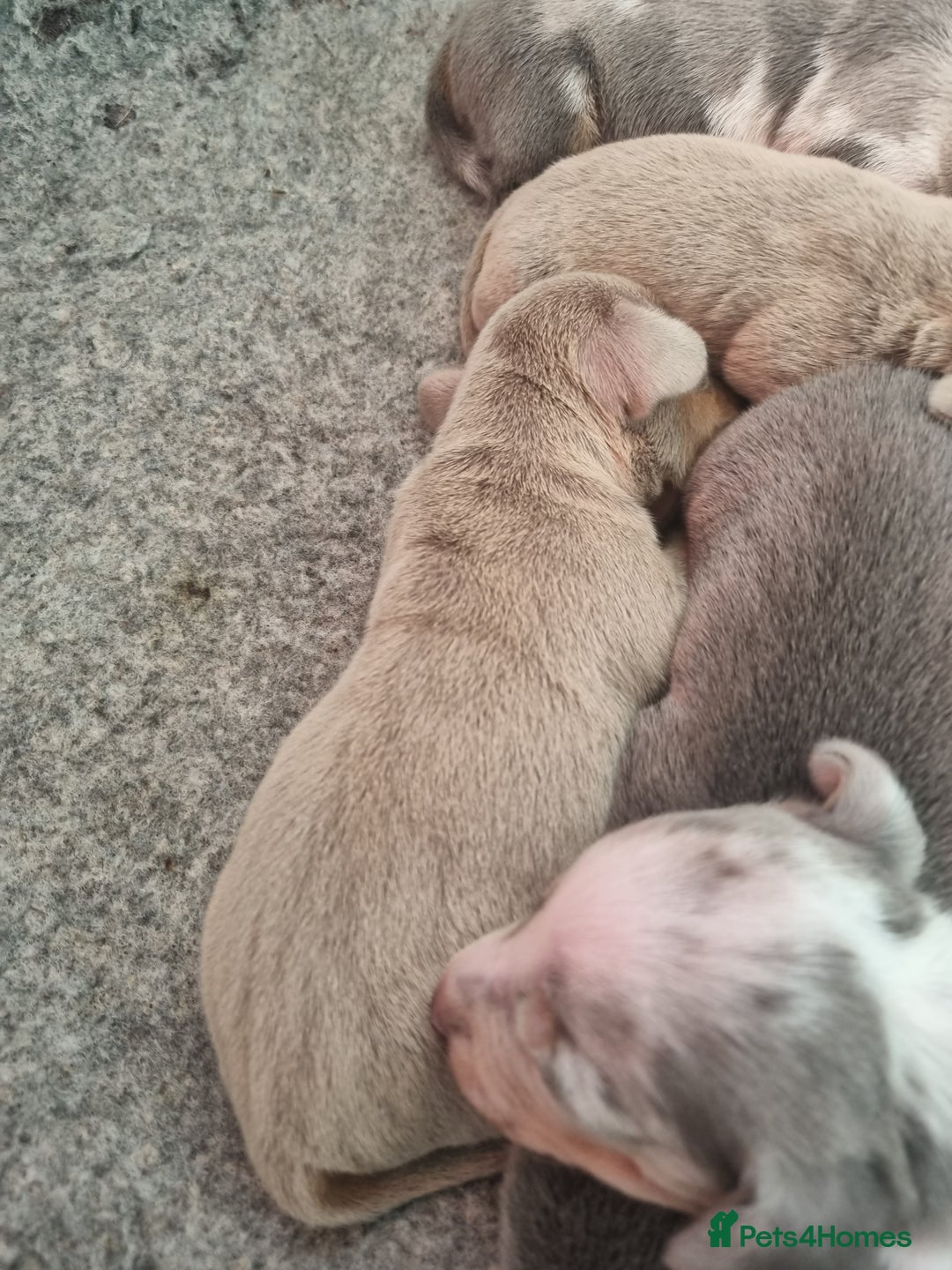 Dachshund dogs for sale: 8 Smooth Haired miniature dachshund pups  - Advert 2