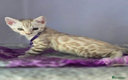 Bengal cats for sale: TICA Champion Bengal Kittens  - Image 24