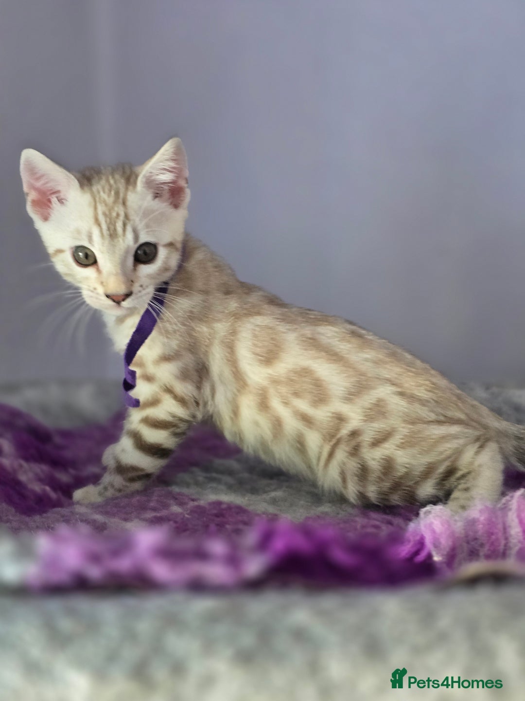 Bengal cats for sale: TICA Champion Bengal Kittens  - Image 24