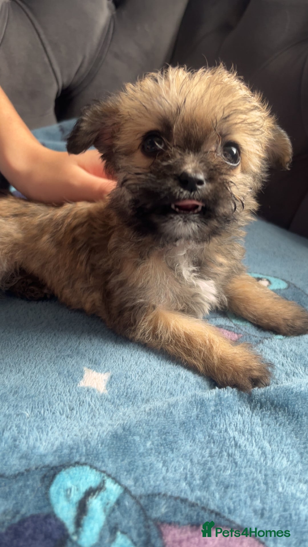Shihpoo dogs for sale: Beautiful ship-poo - Image 1