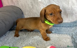 Miniature Dachshund dogs for sale: Miniature dachshund puppies  - Image 20