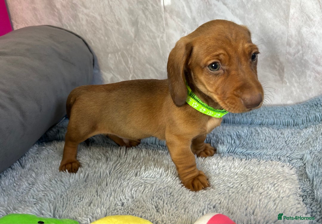 Miniature Dachshund dogs for sale: Miniature dachshund puppies  - Image 20