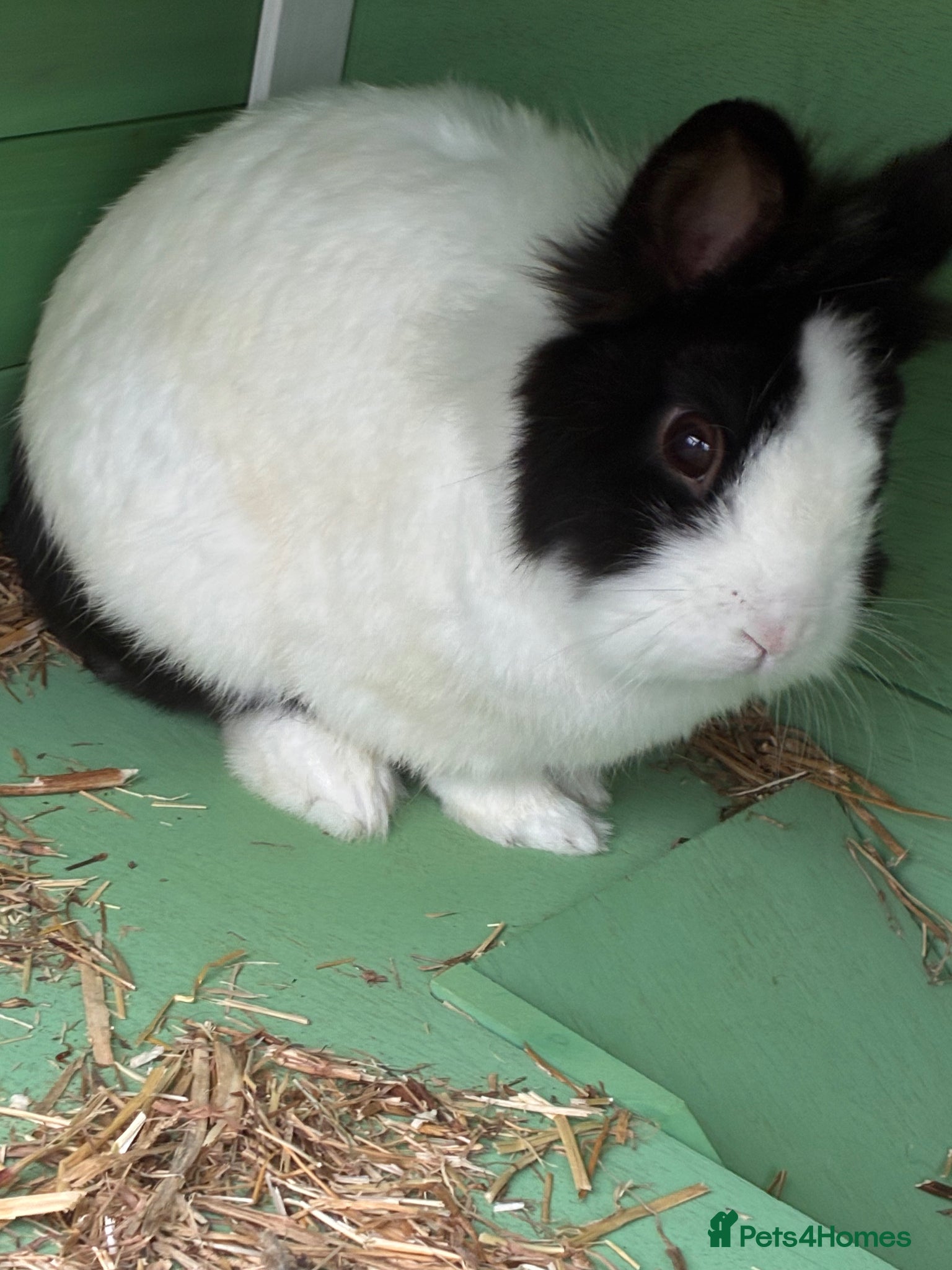 Lionhead rabbits Male lion head for sale! - Advert 11