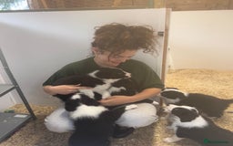 Border Collie dogs for stud: Beautiful Border Collie for Stud - Image 13