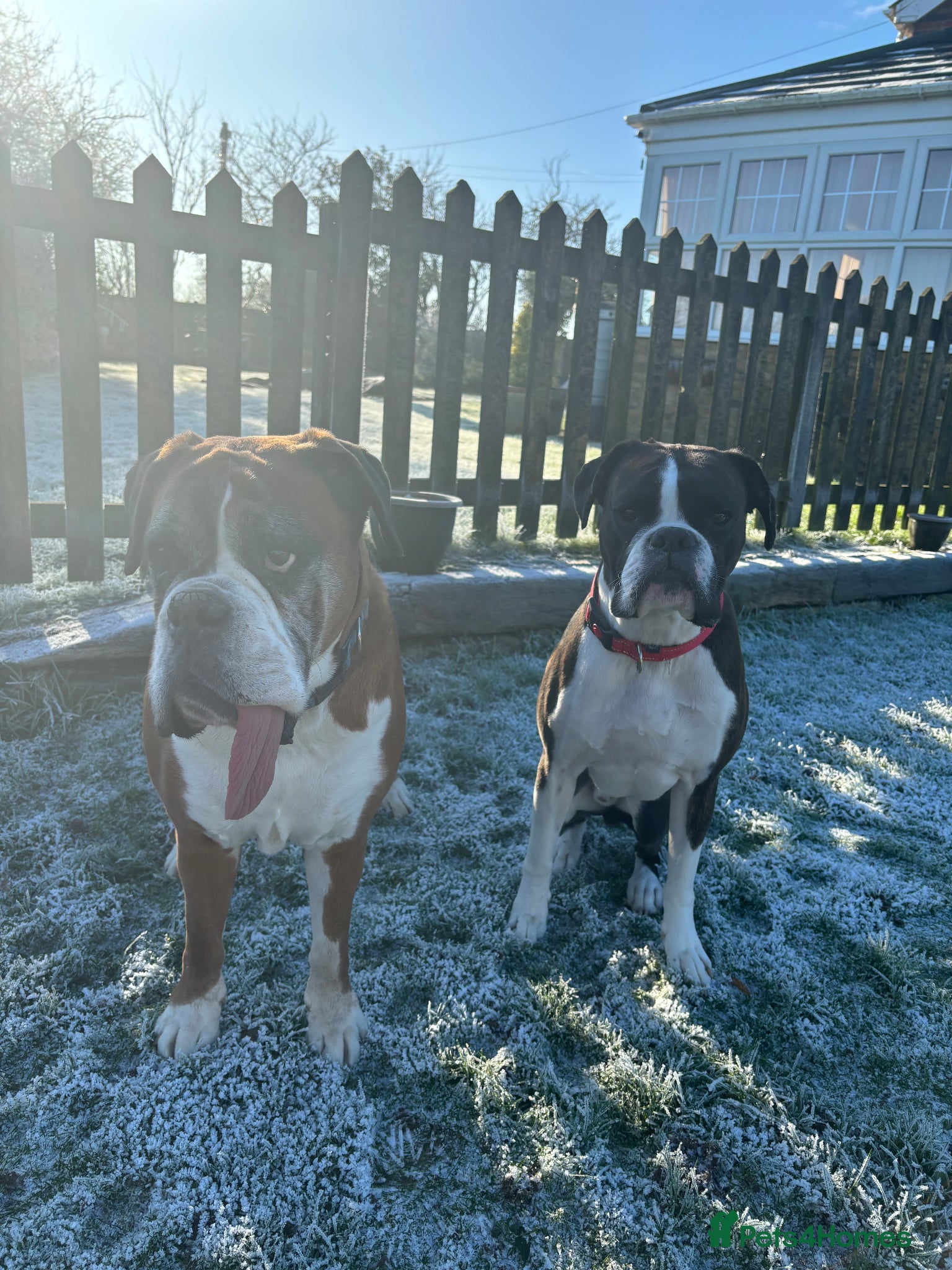 Boxer dogs for stud: Boxer stud brindle - Advert 3