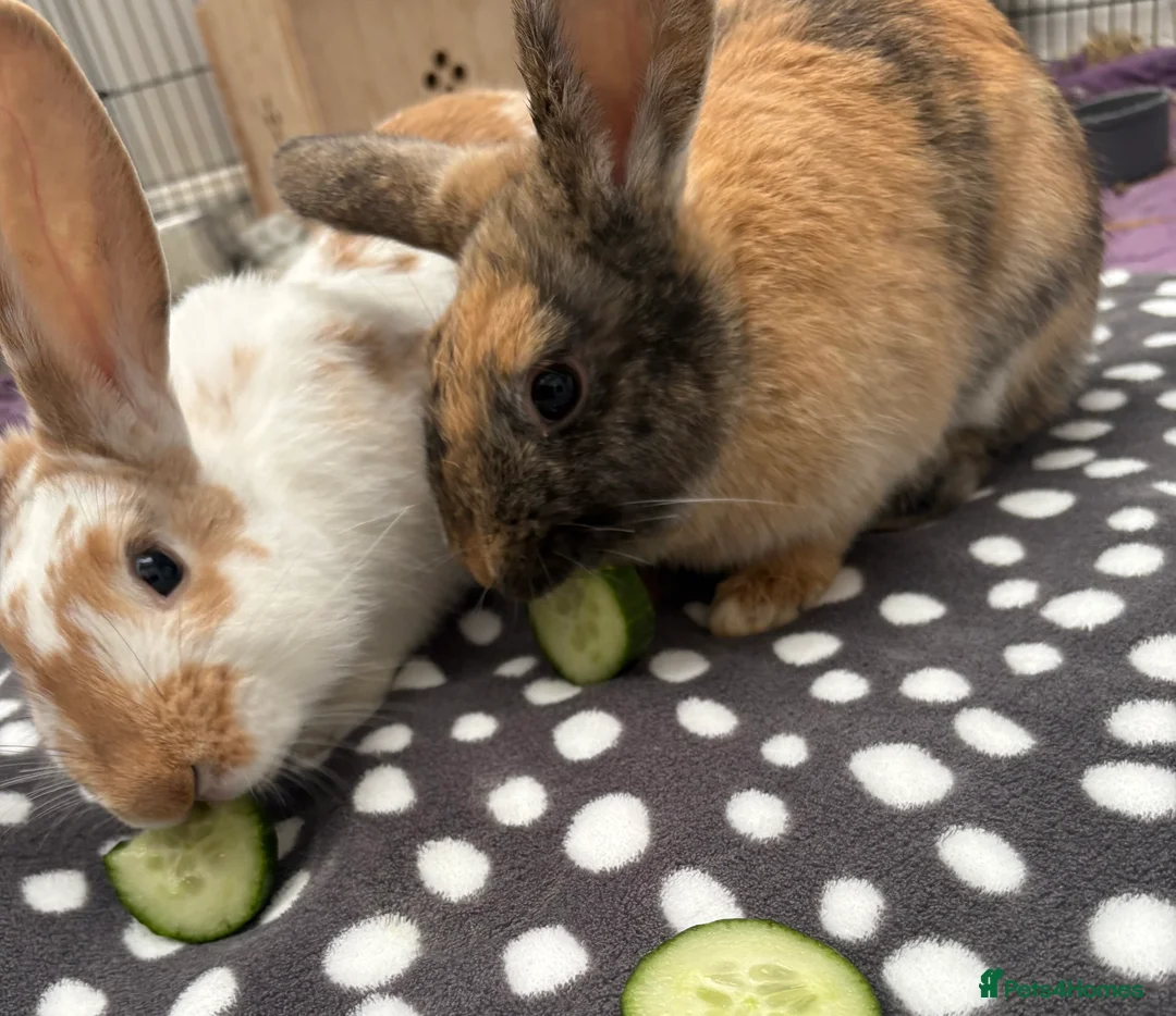Mixed Breed rabbits for sale: Two beautiful brothers 💙 in Morecambe - Advert 2