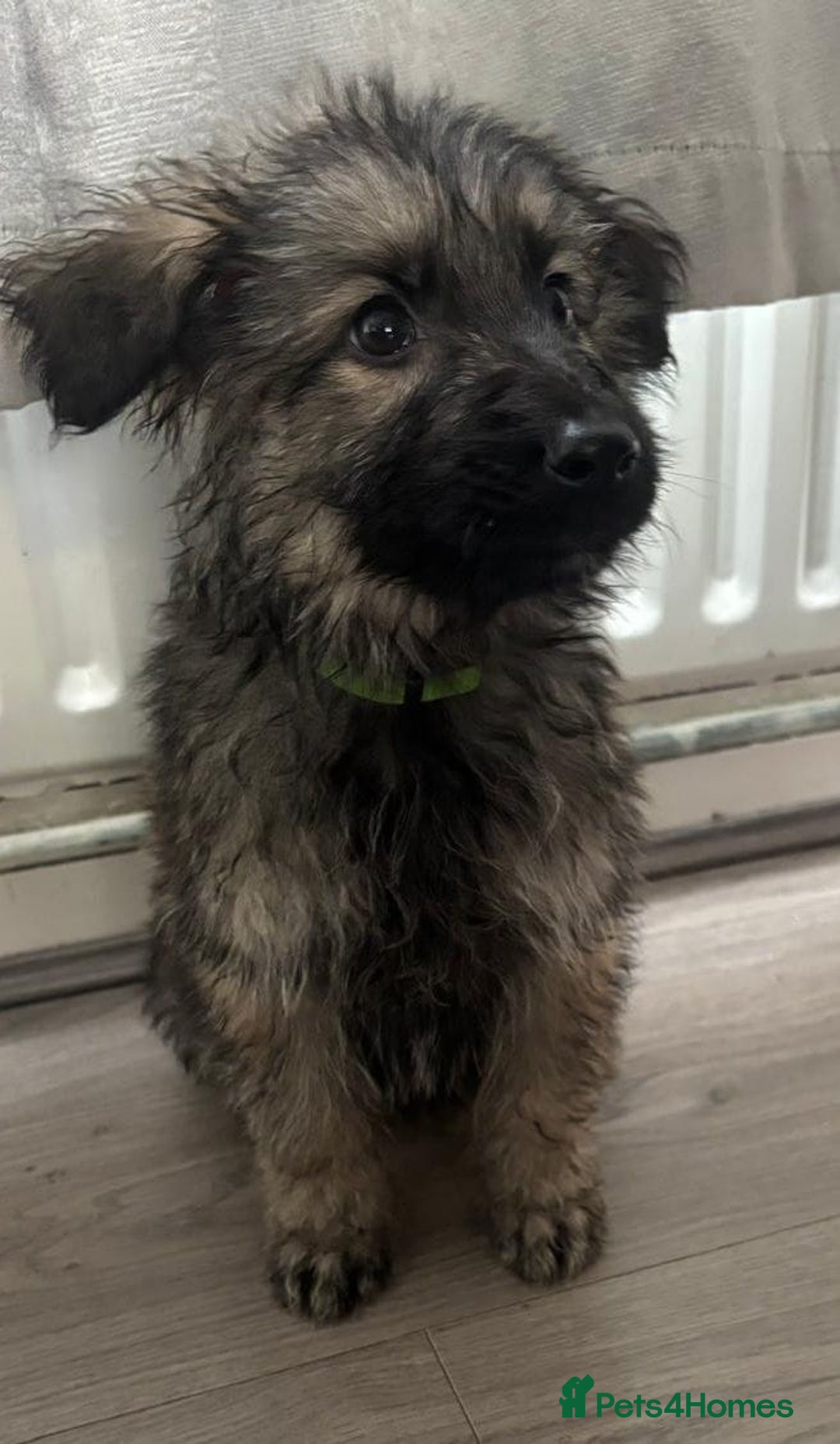 German Shepherd dogs for sale: German shepherd puppies - Image 14
