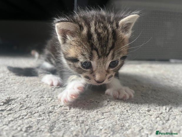 British Shorthair cats - Advert 12