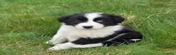 Border Collie dogs for sale: Tri coloured, Border Collie Pups - Advert 11