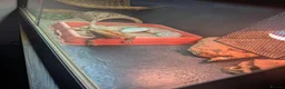 Bearded Dragon reptiles for sale: Bearded dragon with set up in Wotton-under-Edge - Advert 2