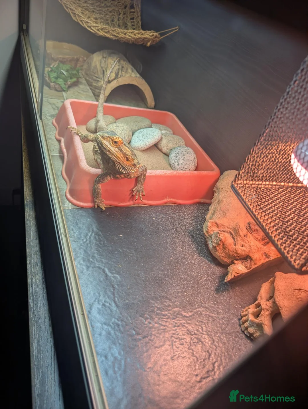 Bearded Dragon reptiles for sale: Bearded dragon with set up in Wotton-under-Edge - Advert 2