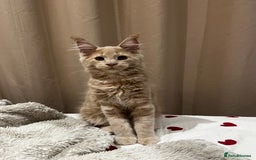 Maine Coon cats for sale: 2 Cream MC kittens ready for their fur-ever homes - Image 12