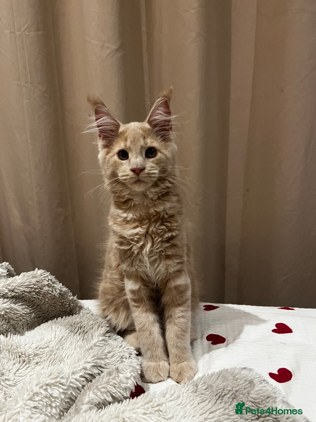 Maine Coon cats for sale: 2 Cream MC kittens ready for their fur-ever homes - Image 12