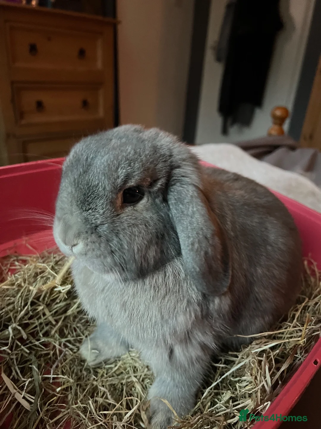 Mini Lop rabbits for sale: Grey Mini Lop Bunny in Maidenhead - Advert 2