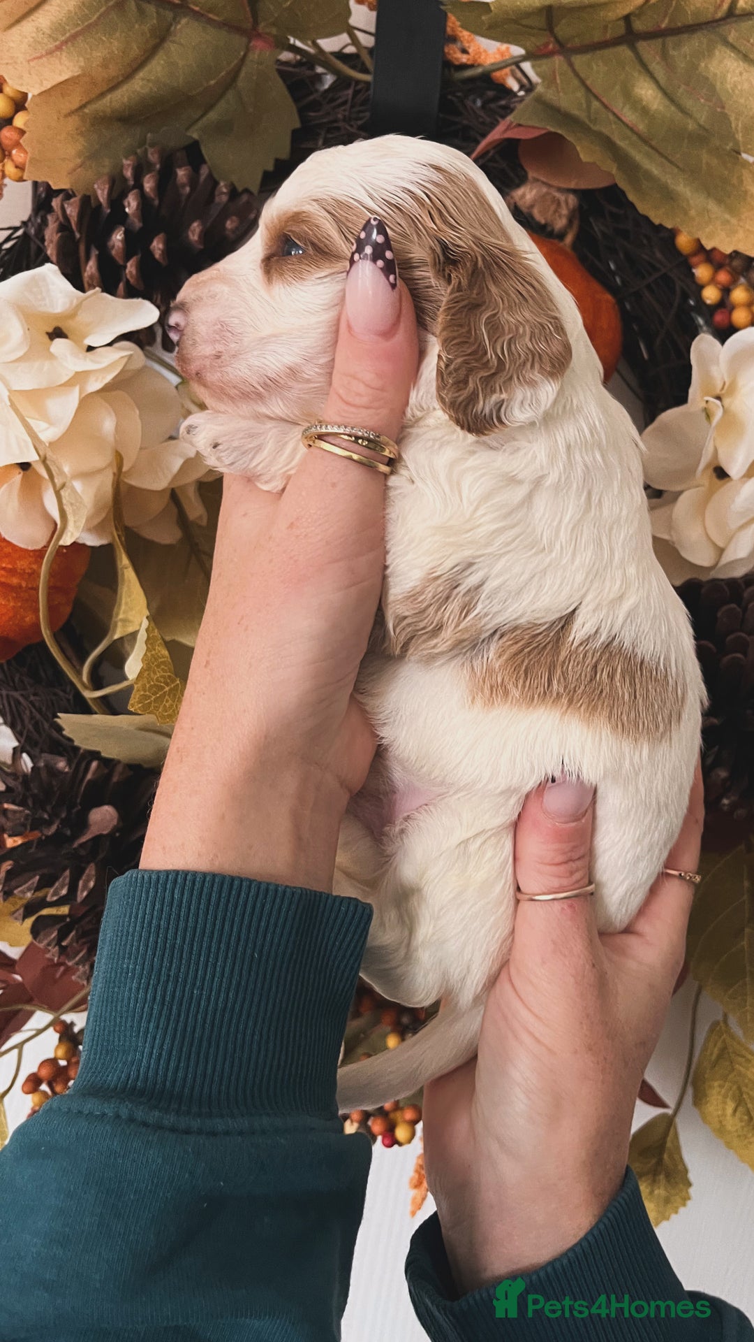 Cockapoo dogs for sale: Cockapoo puppies  - Advert 6