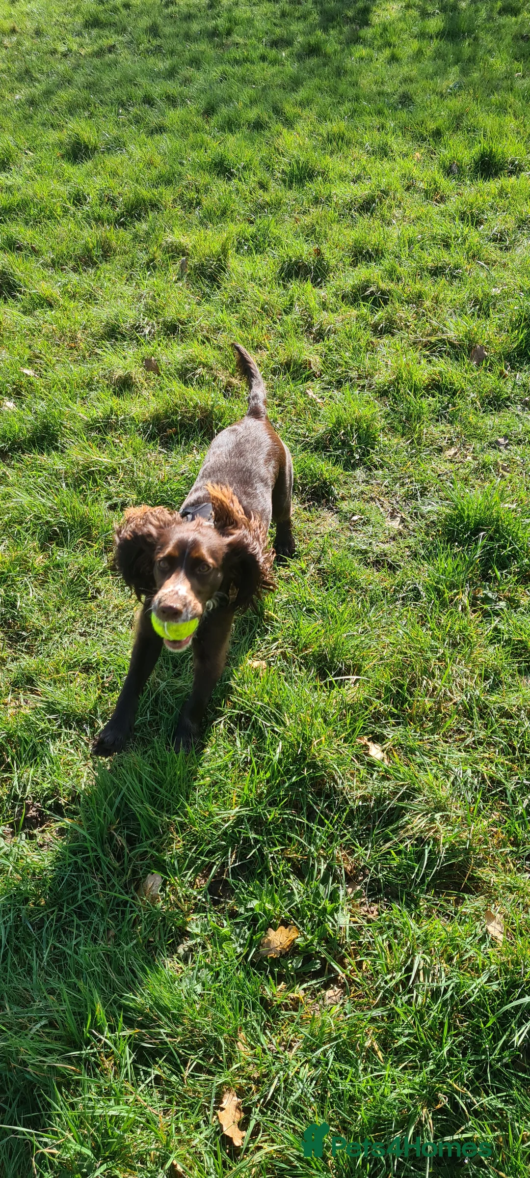 Cocker Spaniel dogs for sale: "Coco" Cocker Spaniel  - Advert 2