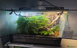Gecko reptiles for sale: Crested gecko - pending collection - Image 2